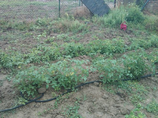 I pomodori, con il loro bell'impianto di irrigazione
